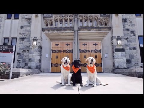 The preview image of a featured object from the repository.